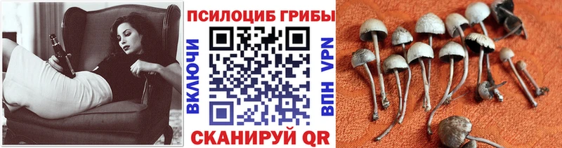 сколько стоит  Ленинск  mega ТОР  Галлюциногенные грибы ЛСД 